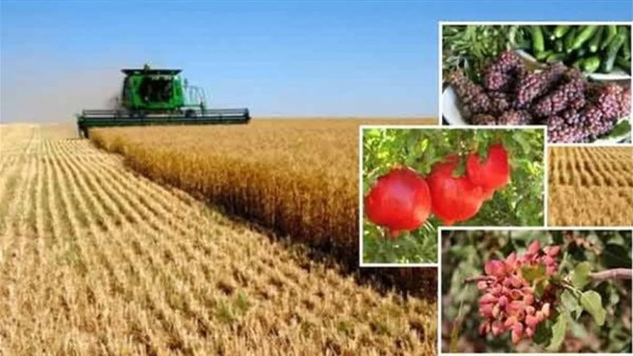 تأثير طقس أول أيام عيد الفطر 2026 على المحاصيل الزراعية المحلية